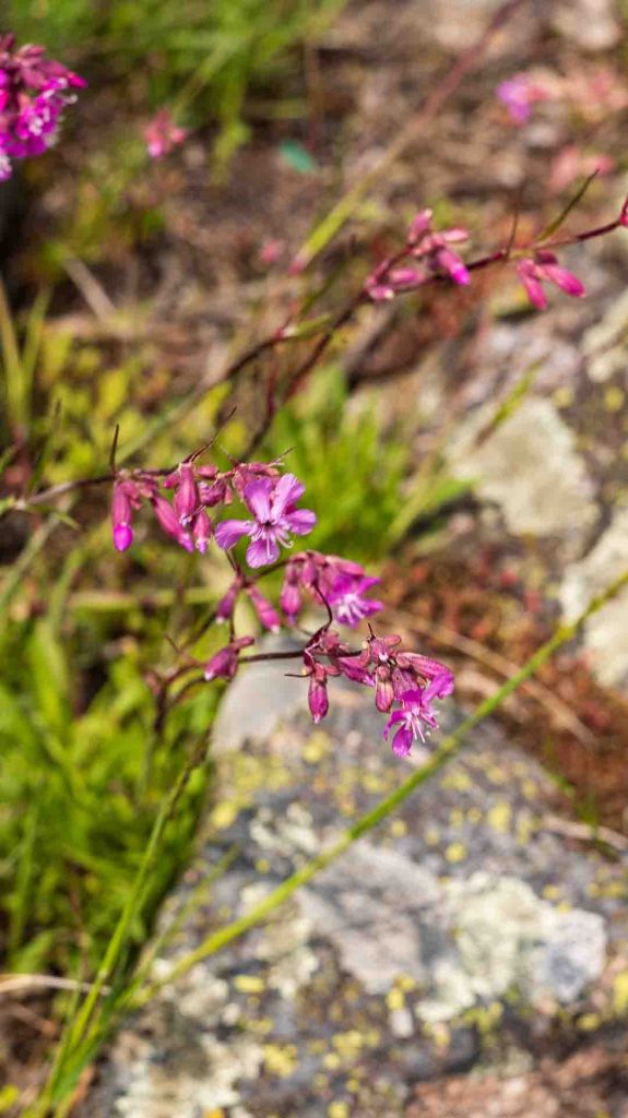Lähikuva hentoa vaaleanpuna-violettia kukkaa Turun kulttuurikuntoilureitillä, symboloiden arjen kauneutta