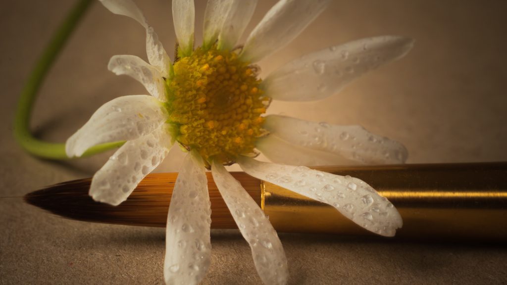 Lähikuva päivänkakkarasta, jonka terälehdillä on kastepisaroita. Kukan vieressä on kultaisen hohtava maalaussivellin. Kuva symboloi luonnon yksinkertaista kauneutta ja taiteellista luomista.
