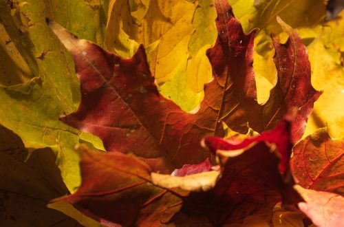 Syksyisiä vaahteranlehtiä puukulhossa kirjahyllyssä, lämmin valo korostaa punaisia ja keltaisia sävyjä.