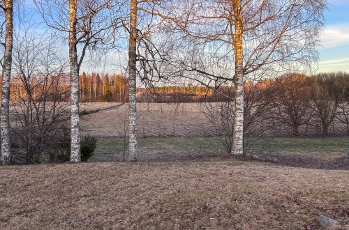 Varhaiskeväinen pihamaa, jossa koivujen alla raivataan aluetta luonnon monimuotoisuuden kokeilua varten