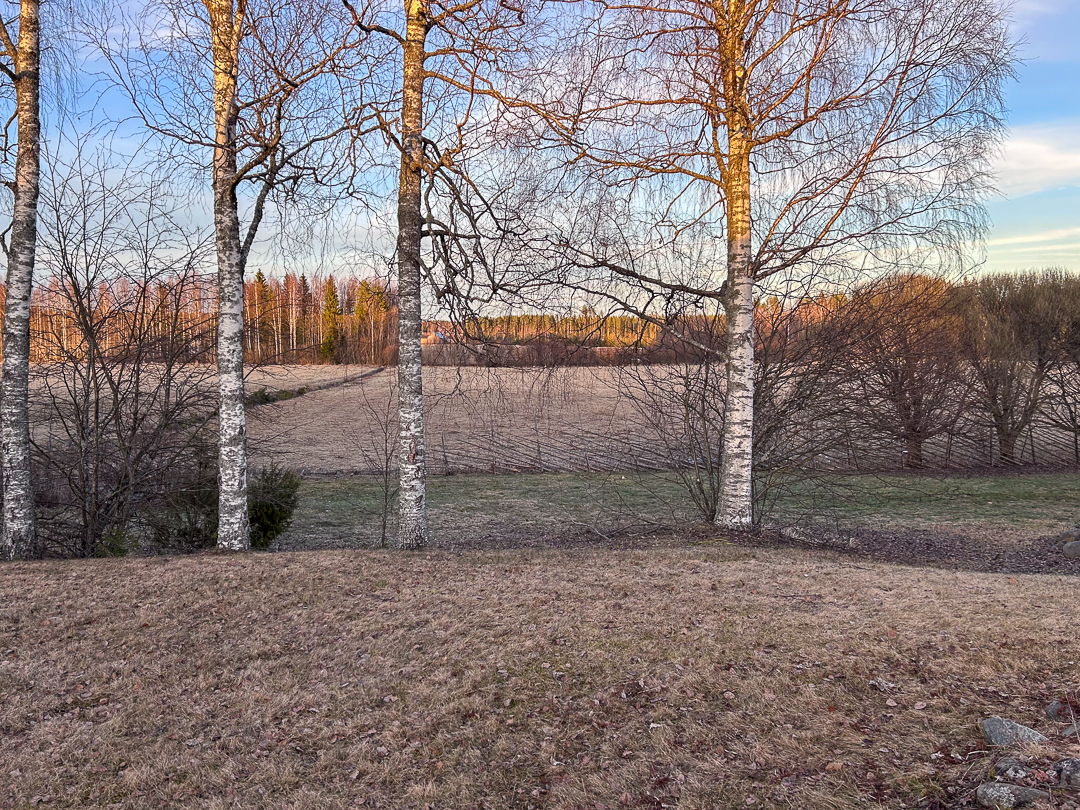 Varhaiskeväinen pihamaa, jossa koivujen alla raivataan aluetta luonnon monimuotoisuuden kokeilua varten